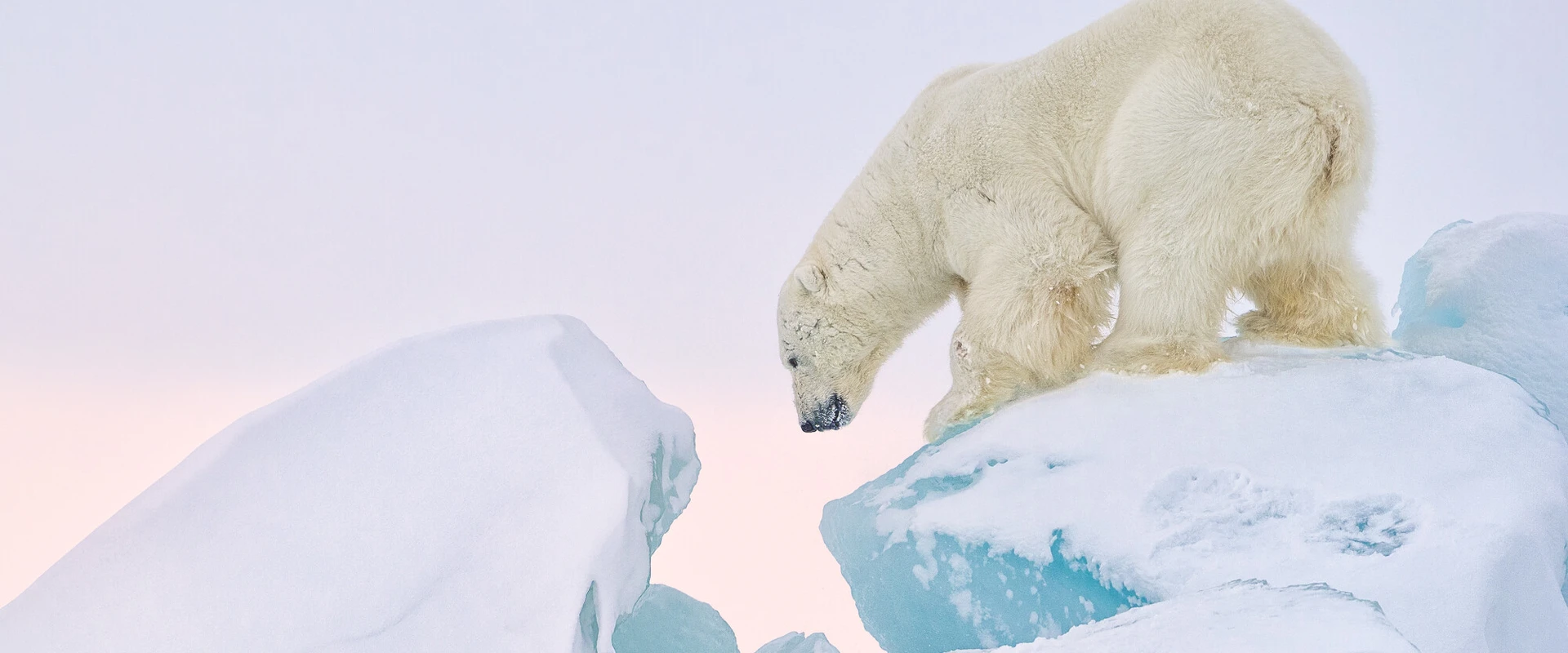 Ein Eisb&auml;r klettert auf einem Eisfelsen.